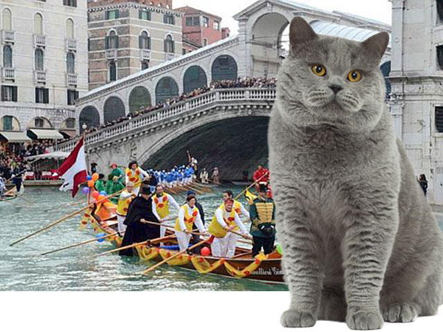 Sesta edizione di gatti in maschera a Venezia immagine del canal grande e di un gatto in primo piano